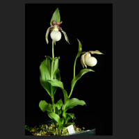 2015-05-17_Cypripedium_ventricosum_Pastell_3.jpg