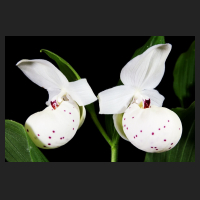 2015-06-14_Cypripedium_Ulla_Silkens_1.jpg