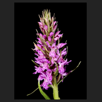 2015-06-18_Dactylorhiza_majalis.jpg