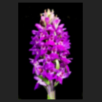 2016-05-08_Dactylorhiza_Hennis_2016_blur.jpg