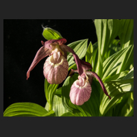 2016-05-09_Cypripedium_ventricosum_2.jpg
