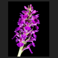 2017-05-28_Dactylorhiza_Foliorella.jpg