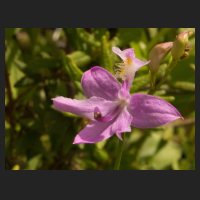 2017-06-07_Calopogon_tuberosus.jpg