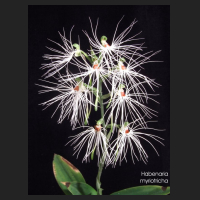 habenaria_myriotricha.jpg