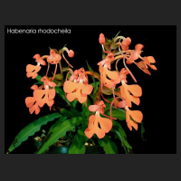habenaria_rhodocheila.jpg