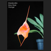 masdevallia_mary_staal.jpg
