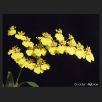 oncidium.jpg