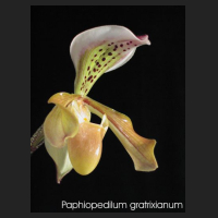 paph_gratrixianum.jpg