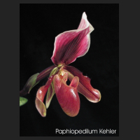 paph_kehler.jpg