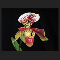 paph_obi90.jpg