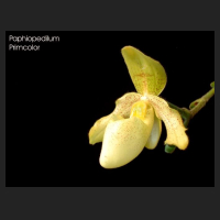 paph_primcolor.jpg