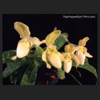 paph_primcolor_2.jpg