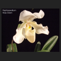 paph_rosy_dawn.jpg