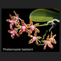 phal_bastianii.jpg