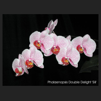 phal_double_delight_sili.jpg