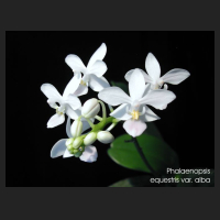 phal_equestris_alba.jpg