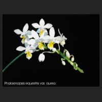 phal_equestris_aurea.jpg