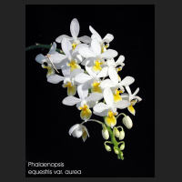 phal_equestris_aurea_2.jpg