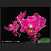 phal_littlelady.jpg
