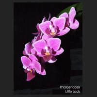phal_littlelady_2.jpg