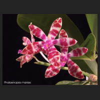 phal_mariae.jpg