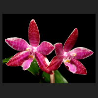 2013-02-24_Phal_lueddemaniana_Red.jpg