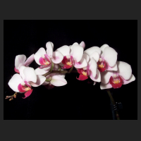 2013-02_Phal_Little_Red_Lip.jpg