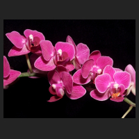 2013-02_Phal_Mini-Hybride_pink.jpg