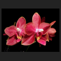 2013-03-03_Phal_Tying_Shin_Phoenix.jpg