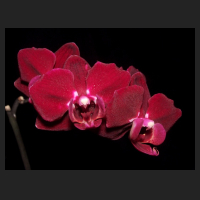 2013-03-12_Phal-Hybride_dunkel_purpurrot.jpg