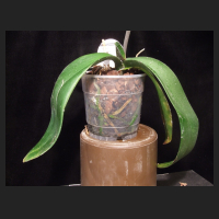 2013-03-13_Phal-Hybride_dunkel_purpurrot_Habitus.jpg