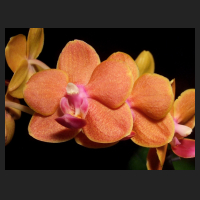 2013-03_Phal-Hybride_orange.jpg