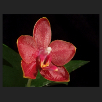 2013-06-04_Phal_Tying_Shin_Phoenix.jpg