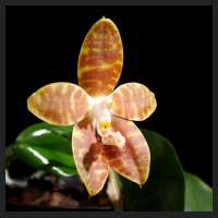 2013-08-09_Phal_Ambonosa.jpg