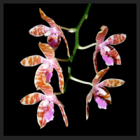 2013-08-23_Phal_hieroglyphica_x_mariae.jpg