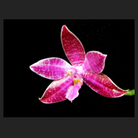 2014-02-25_Phal_lueddemaniana_Red.jpg