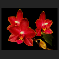 2014-03-13_Phal_Tying_Shin_Phoenix.jpg