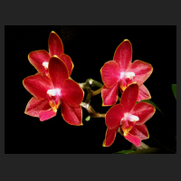 2014-03-22_Phal_Tying_Shin_Phoenix.jpg