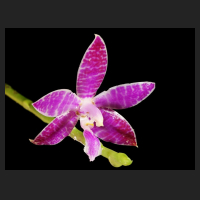 2015-01-19_Phal_lueddemanniana_Red.jpg