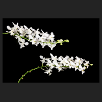 2015-10-21_Doritis_pulcherima_alba_orchids-shop_eu.jpg