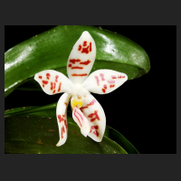 2015-10-21_Phalaenopsis_sumatrana_zebrina.jpg