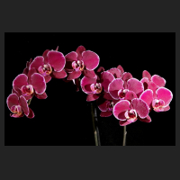 2015-11-10_Phalaenopsis_dunkel_purpur_Rand_weiss_1.jpg