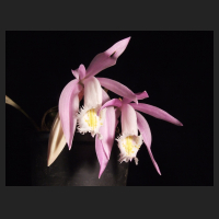 2012-10_Pleione_praecox.jpg