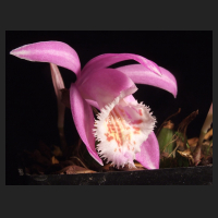 2012-11_Pleione_Barcena_Maren.jpg