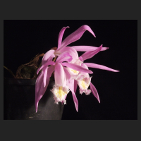 2012-11_Pleione_praecox_2.jpg