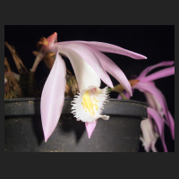 2012-11_Pleione_praecox_3.jpg