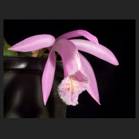 2012-12_Pleione_Barcena_Butterfield.jpg