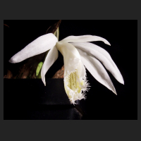 2013-03-02_Pleione_Eiger_Snowflake.jpg