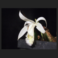 2013-03-16_Pleione_Eiger_Snowflake.jpg