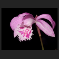 2013-03-25_Pleione_Piton_Ballerina.jpg